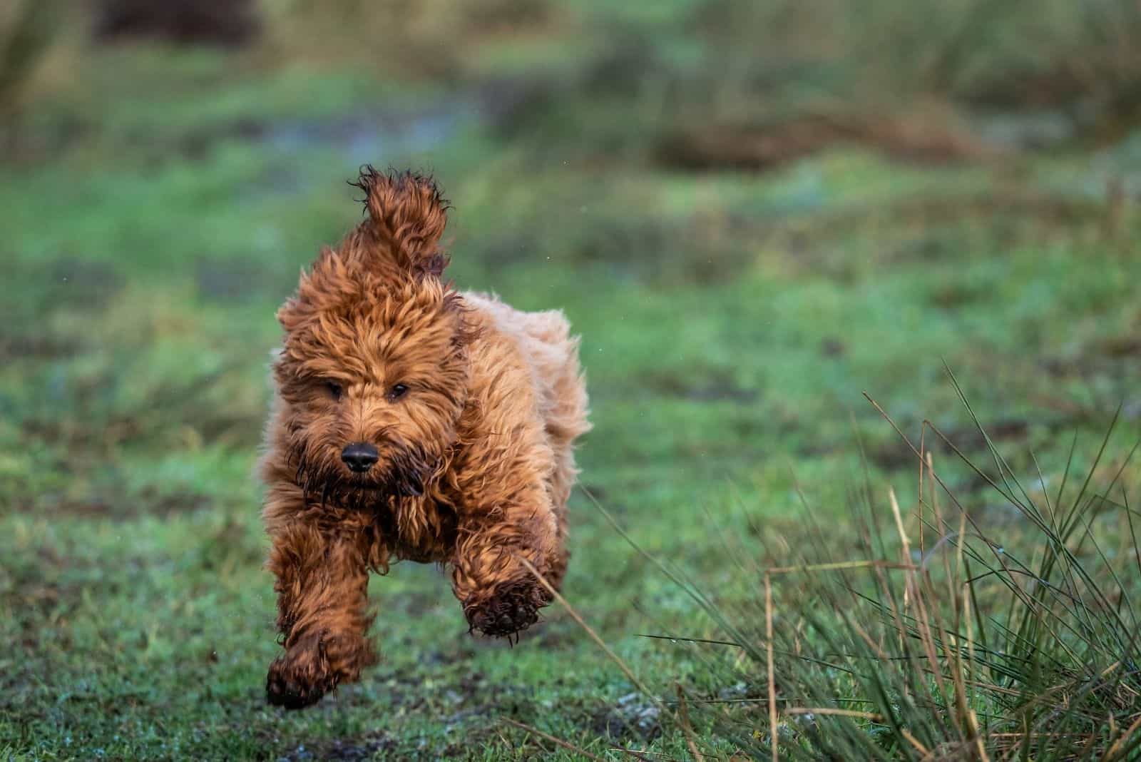 a young cockapoo puppy running in the meadow