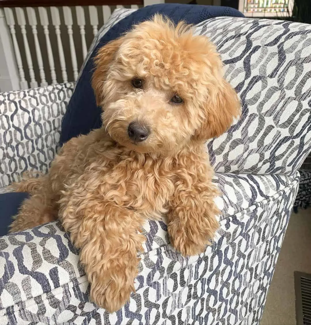 adorable Mini Goldendoodle dog