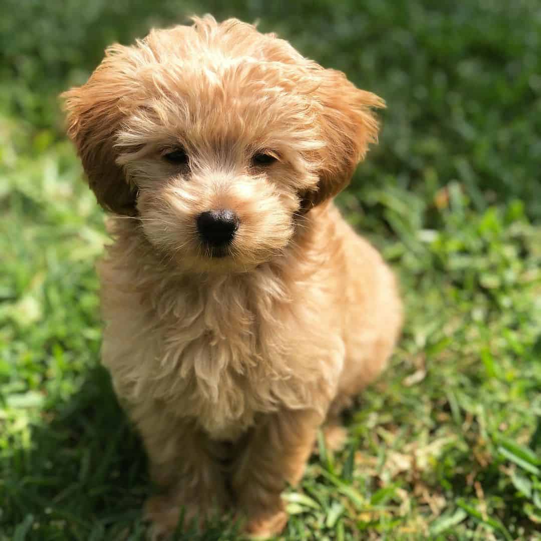 adorable Teacup Goldendoodle on the grass