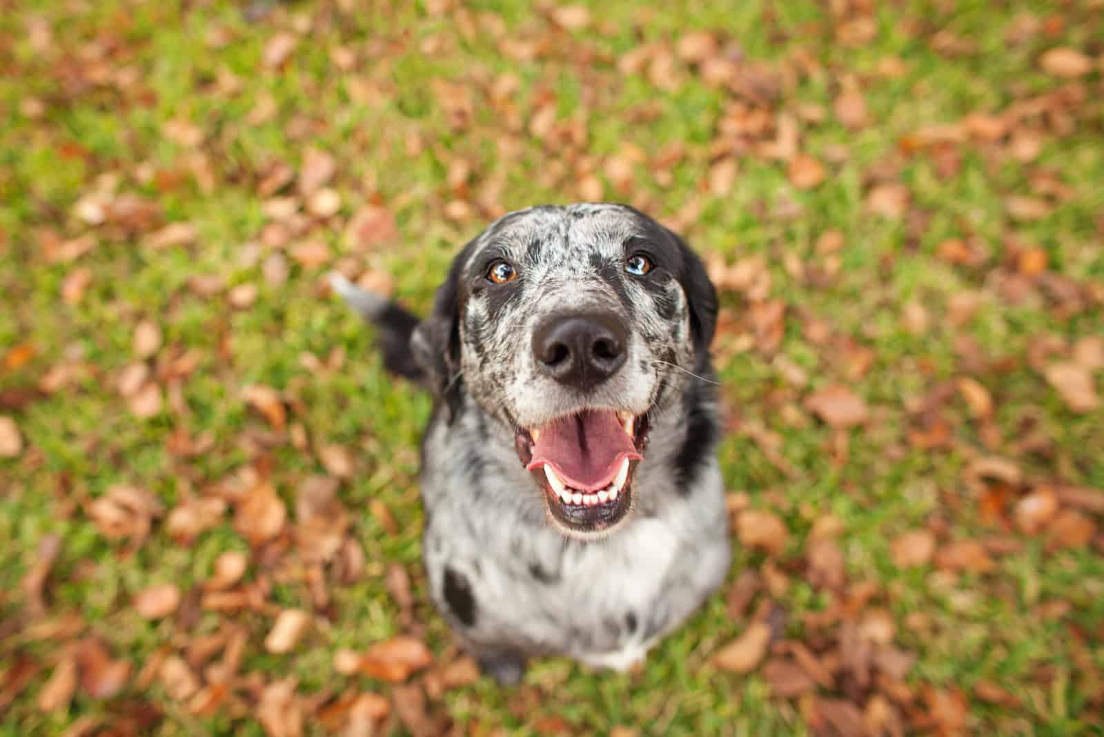 adorable black and white dog