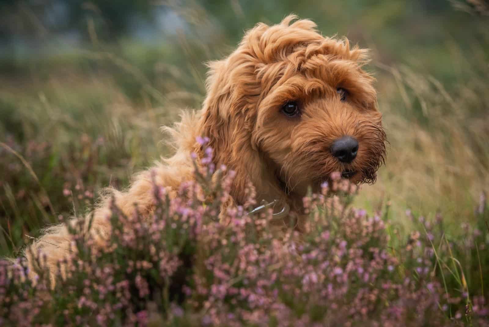 adorable cockapoo