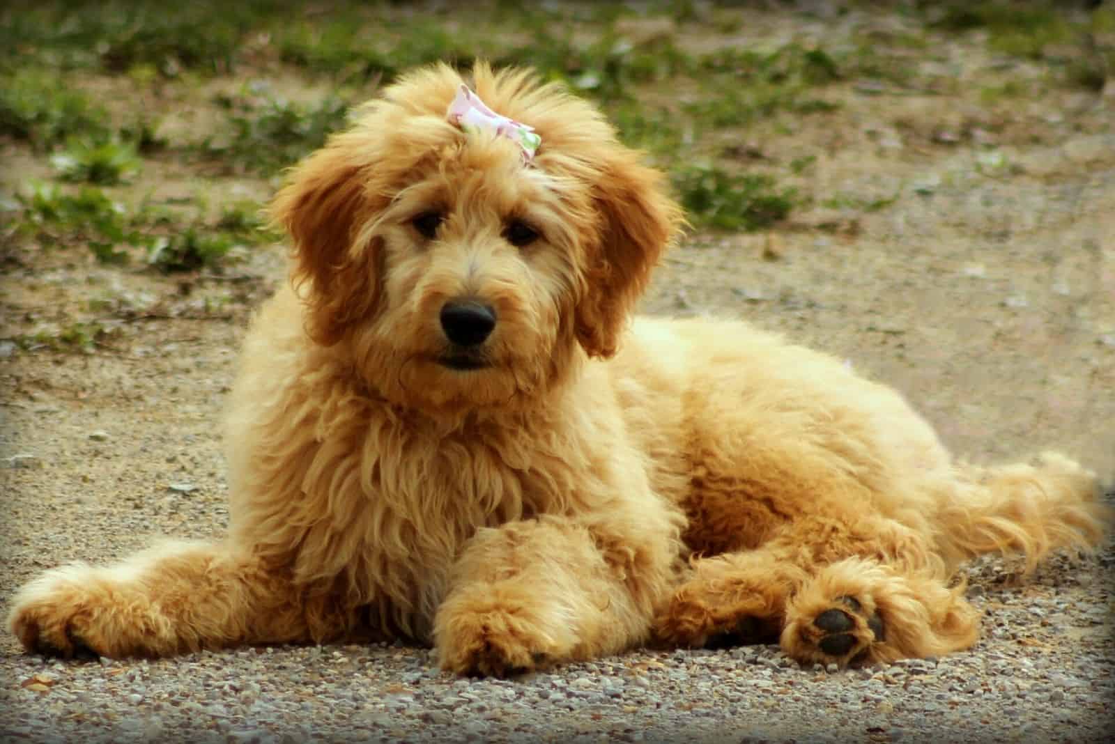 adorable female goldendoodle lying on the ground