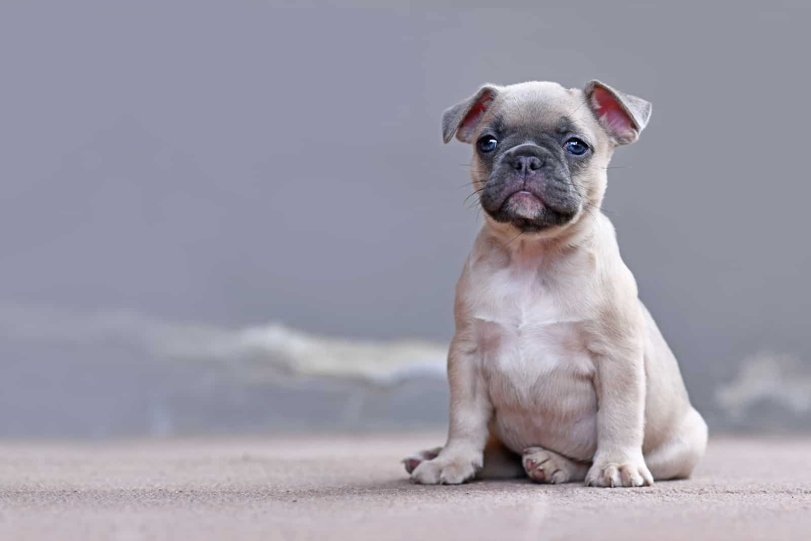 adorable french bulldog puppy with floppy ears