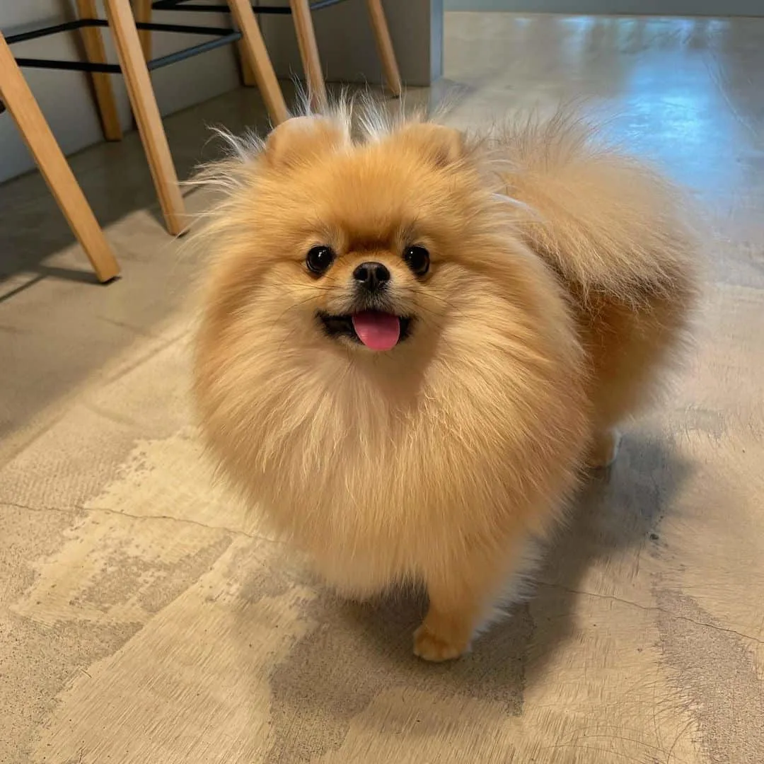adorable pomeranian dog indoor