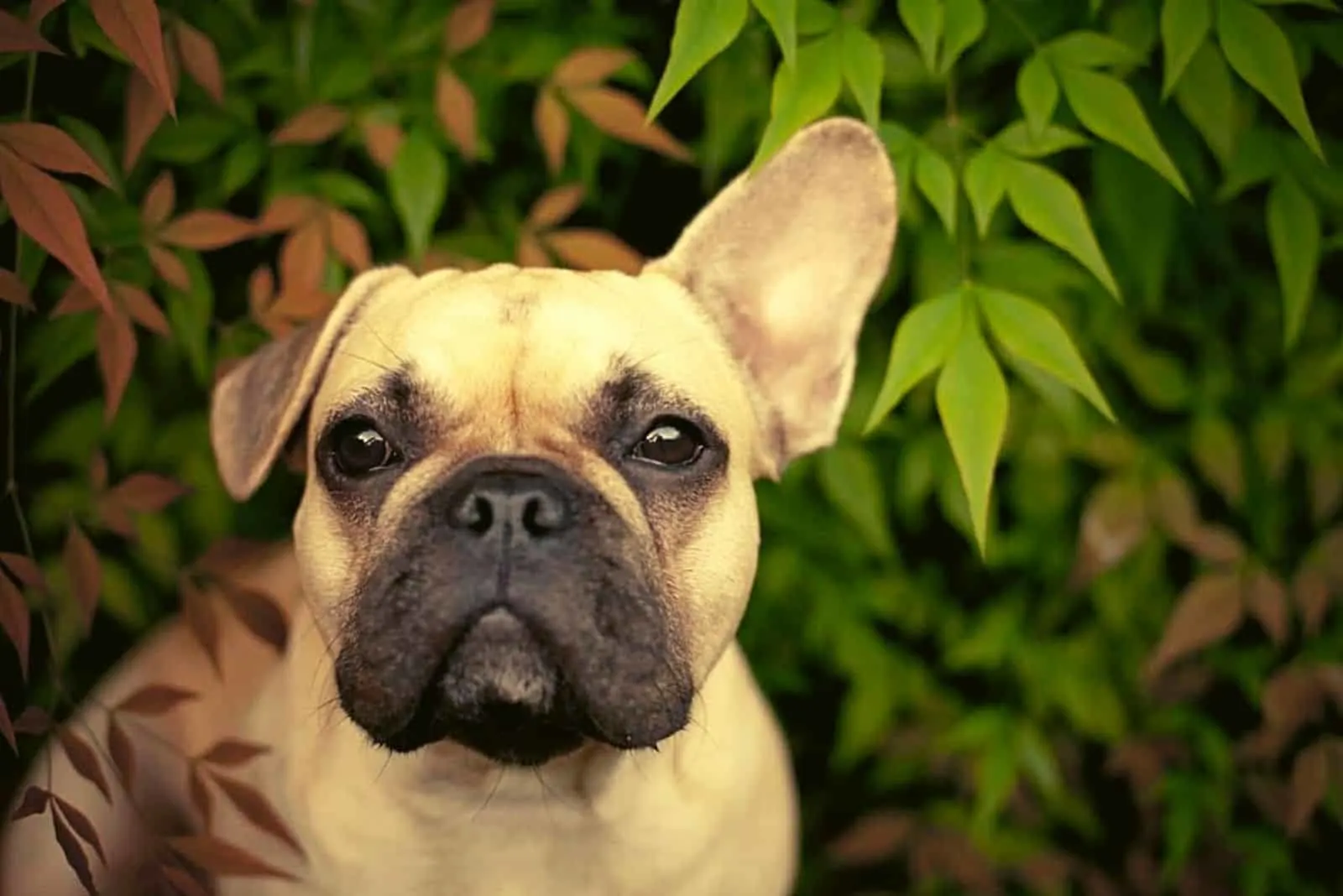 adorable portrait of a french bulldog floppy ear