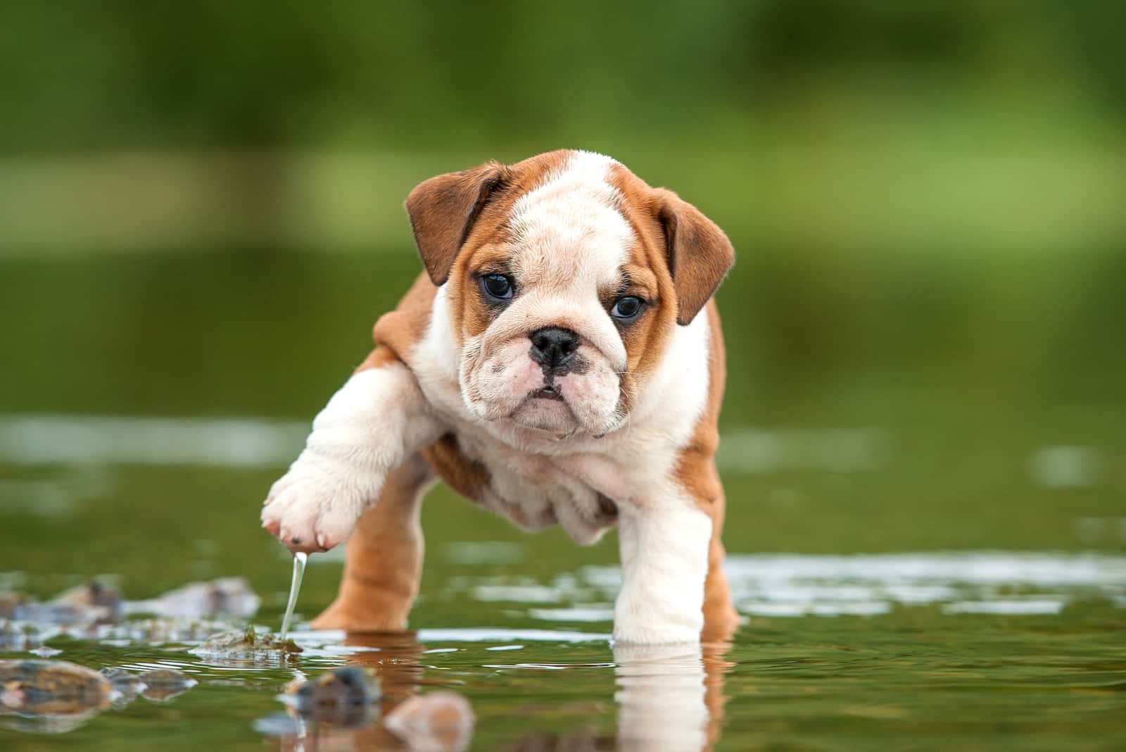 an English Bulldog puppy walks on water
