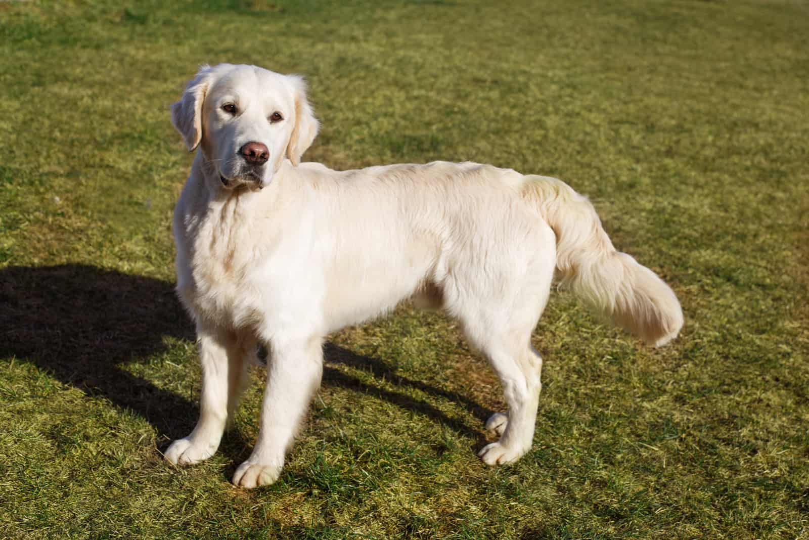 an adult white retriever stands in a meadow