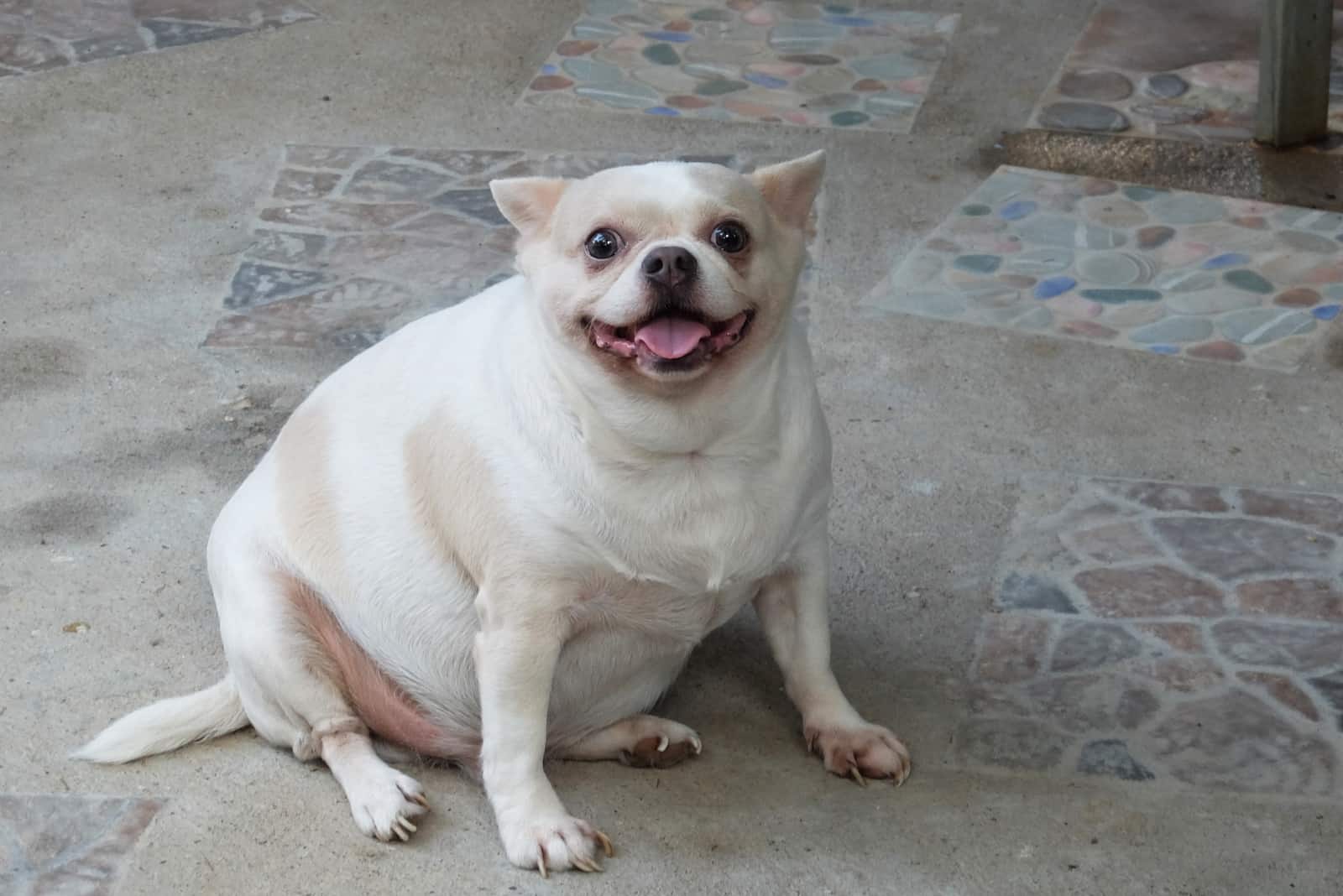 an obese little dog is sitting