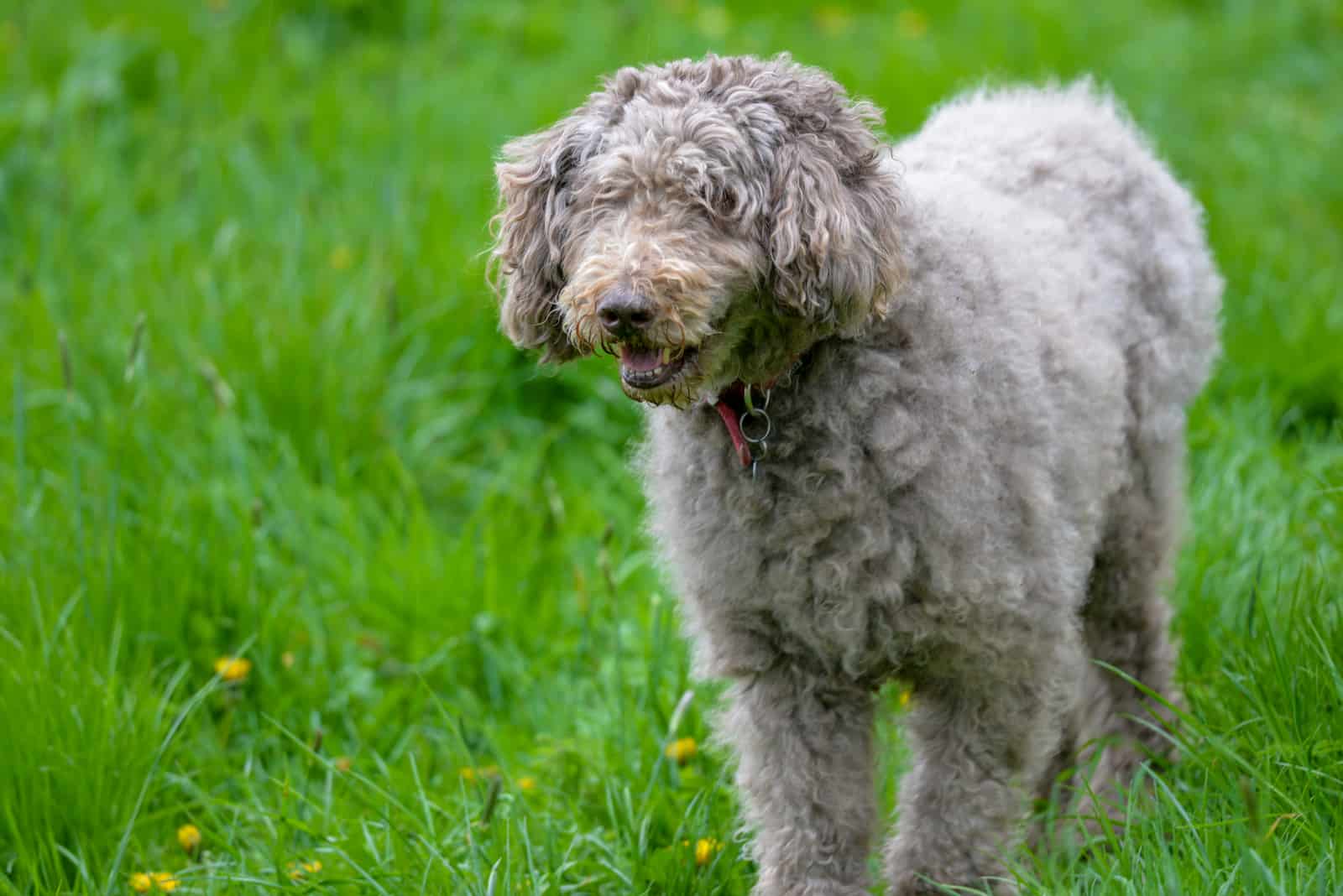 an old labradoodle walks on the grass