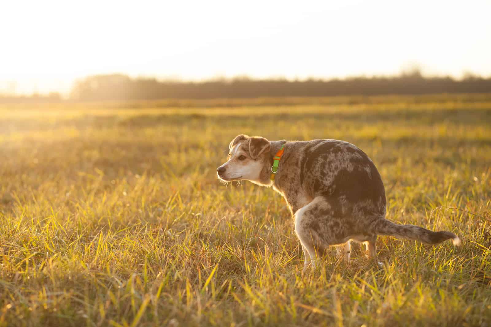 at sunset on the grass a dog poop