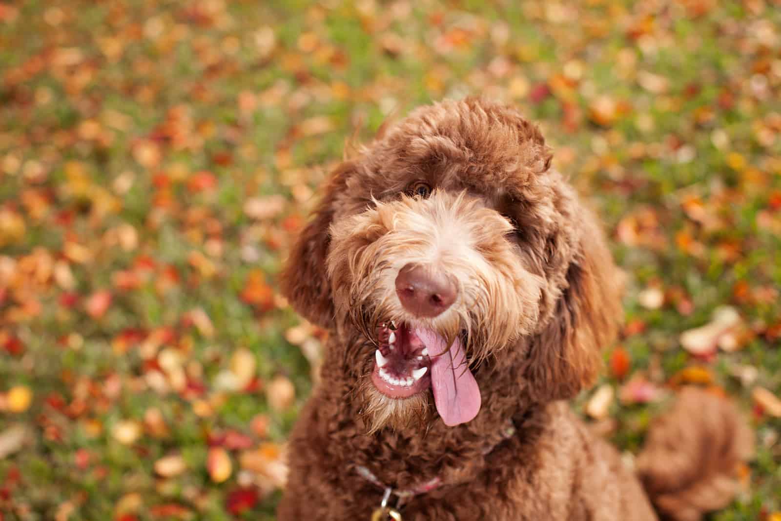 The F1B Labradoodle Exploring The Backcross Of A Poodle And Lab Mix