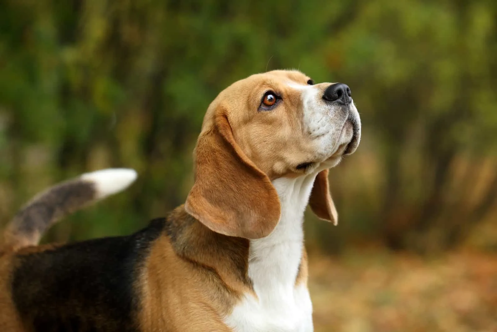 cute beagle dog in nature