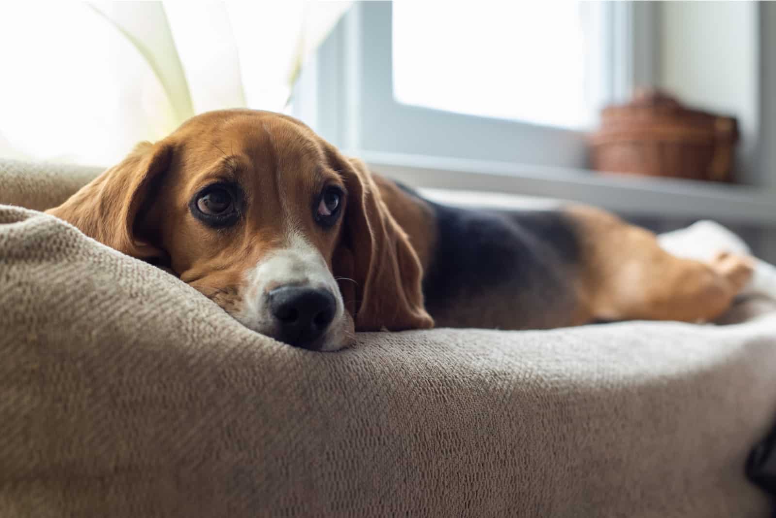 beagle dog on the couch