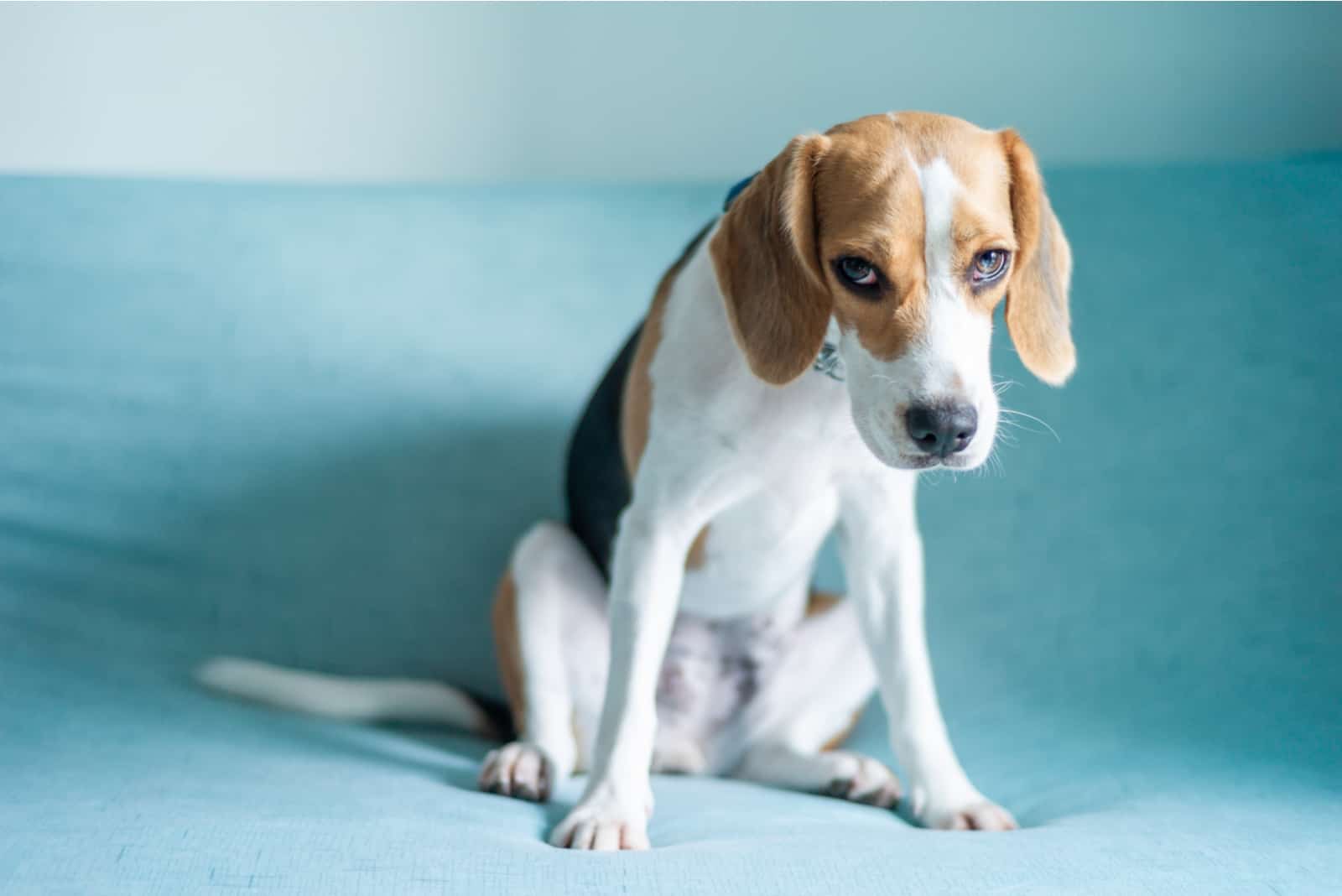 beagle dog sitting on the sofa with unhappy face