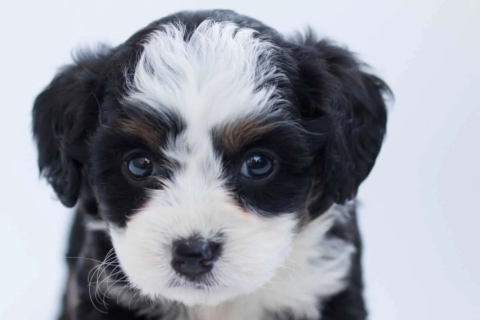 bernedoodle in a headshot in white background