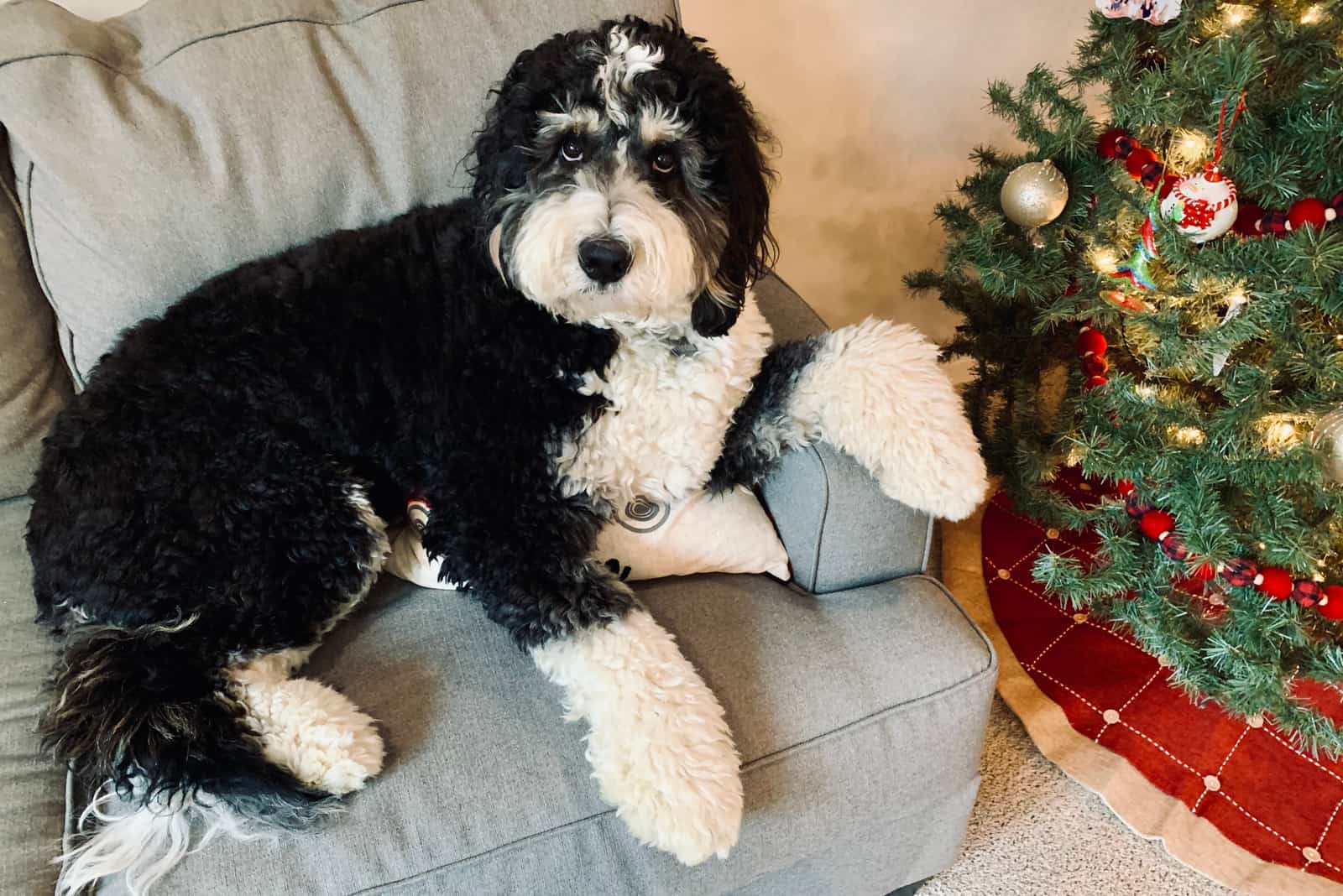 bernedoodle lies on an armchair next to the Christmas tree