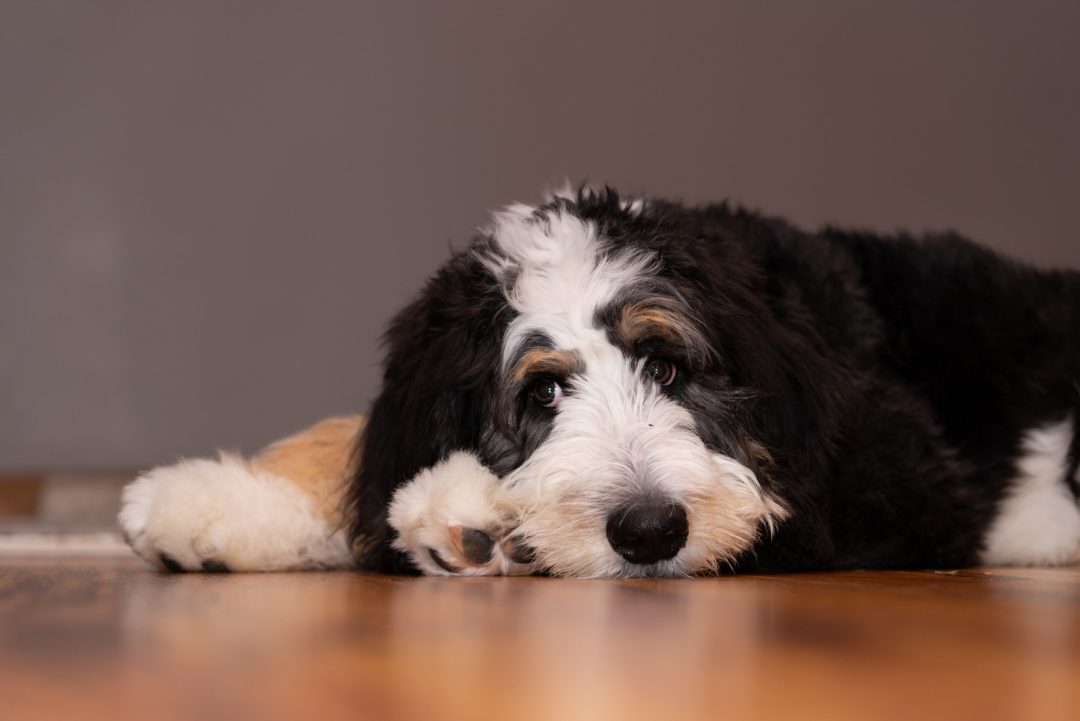 Do Bernedoodles Shed? Grooming And Care Tips