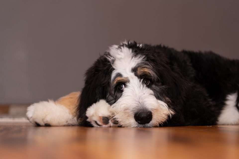 Do Bernedoodles Shed? Grooming And Care Tips