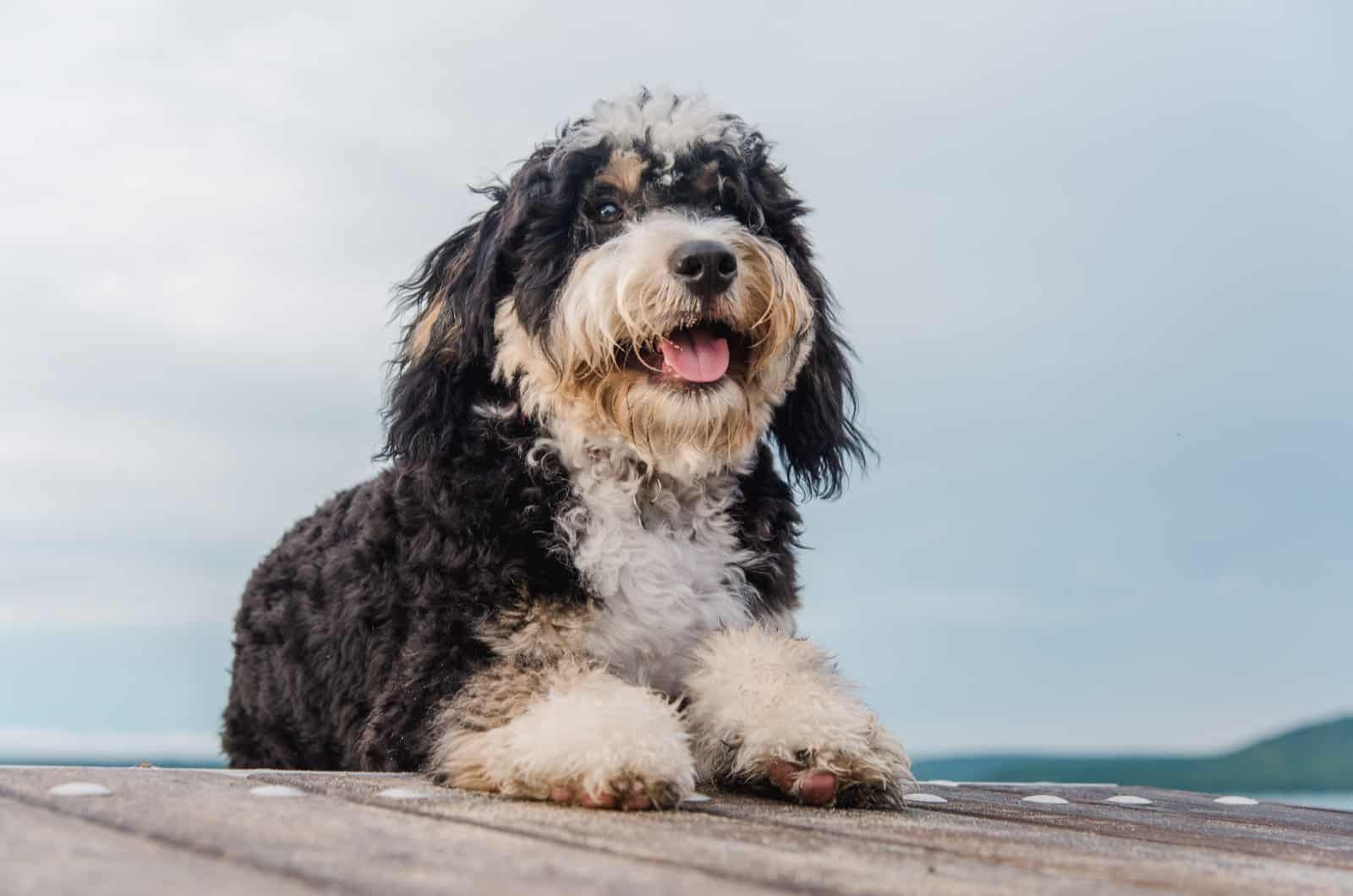 bernedoodle outdoors