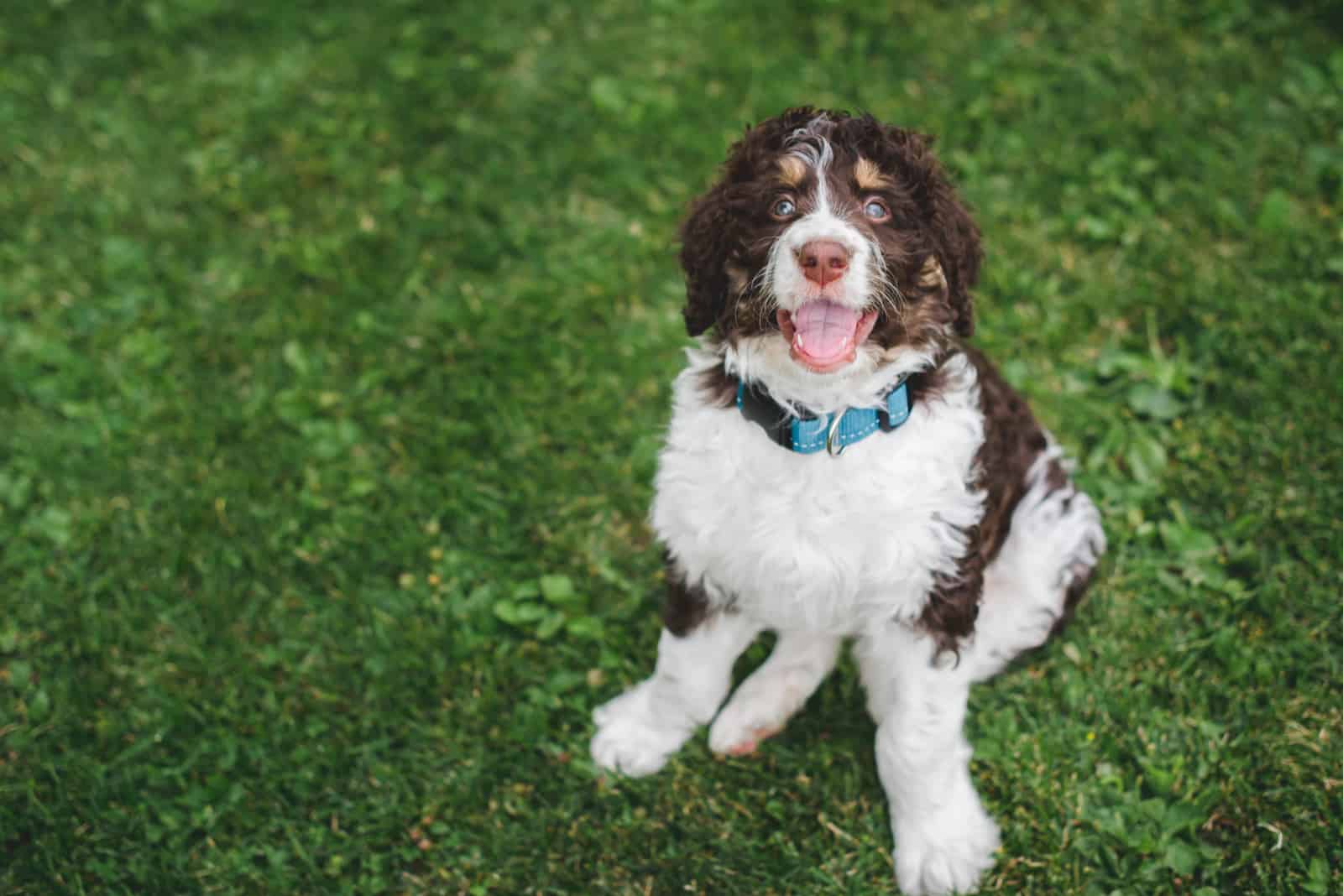 bernedoodle puppy sitting on the grass