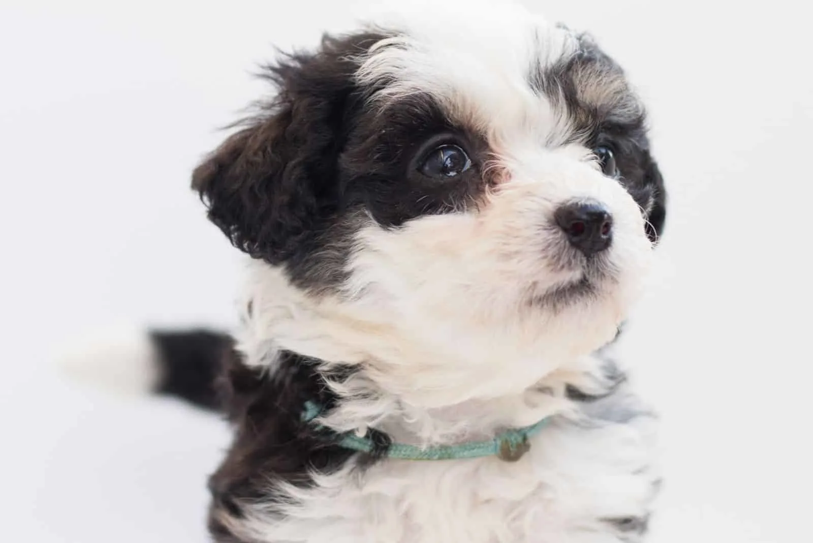 bernedoodle puppy standing in white background