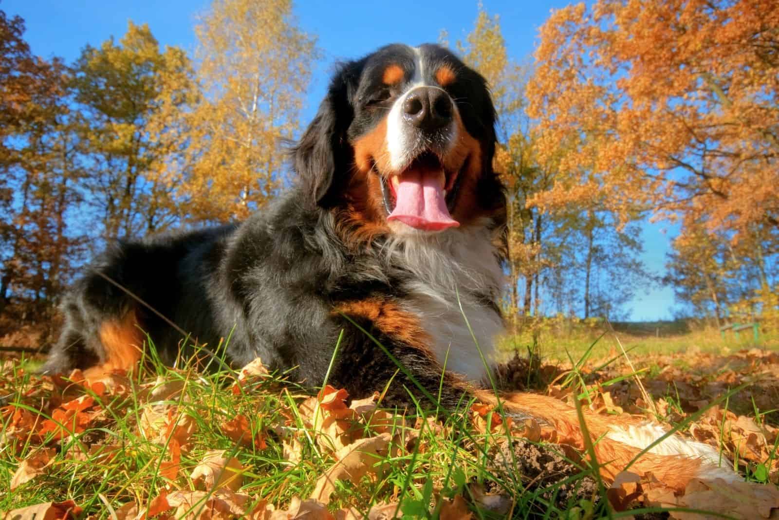 bernese mountain dog resting outdoors in low angle