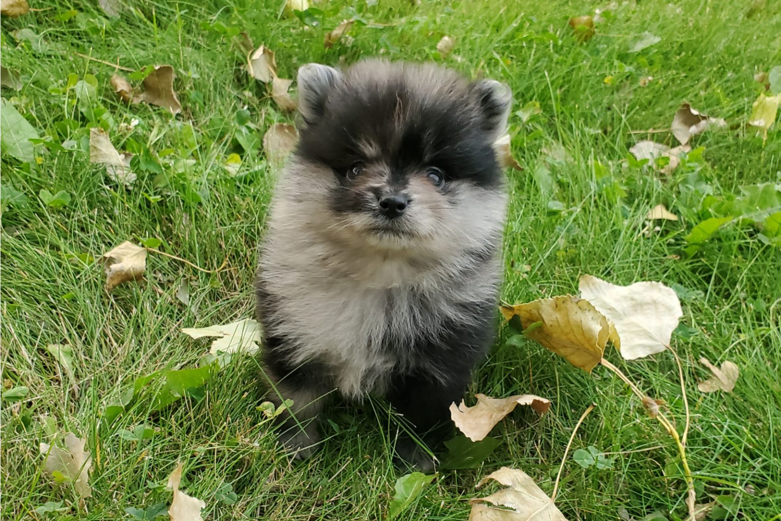 Pomeranians 101 All About The Breed And The Special Merle Pomeranian