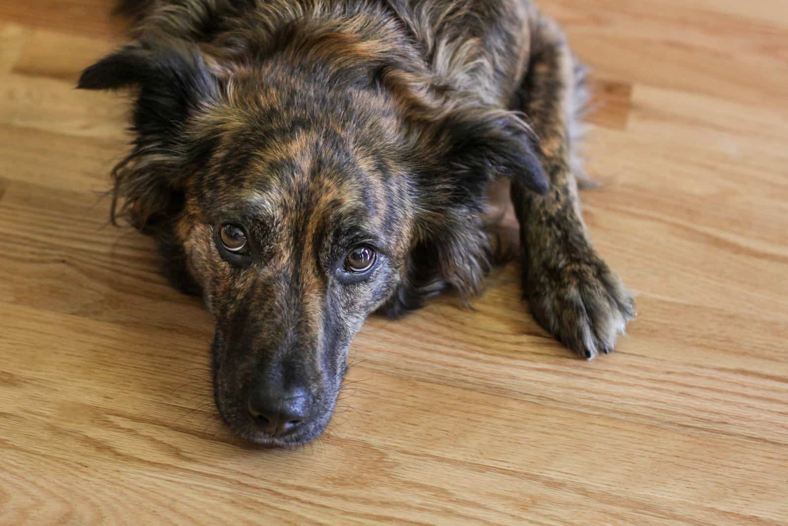 black and brown dog laying on a wood floor