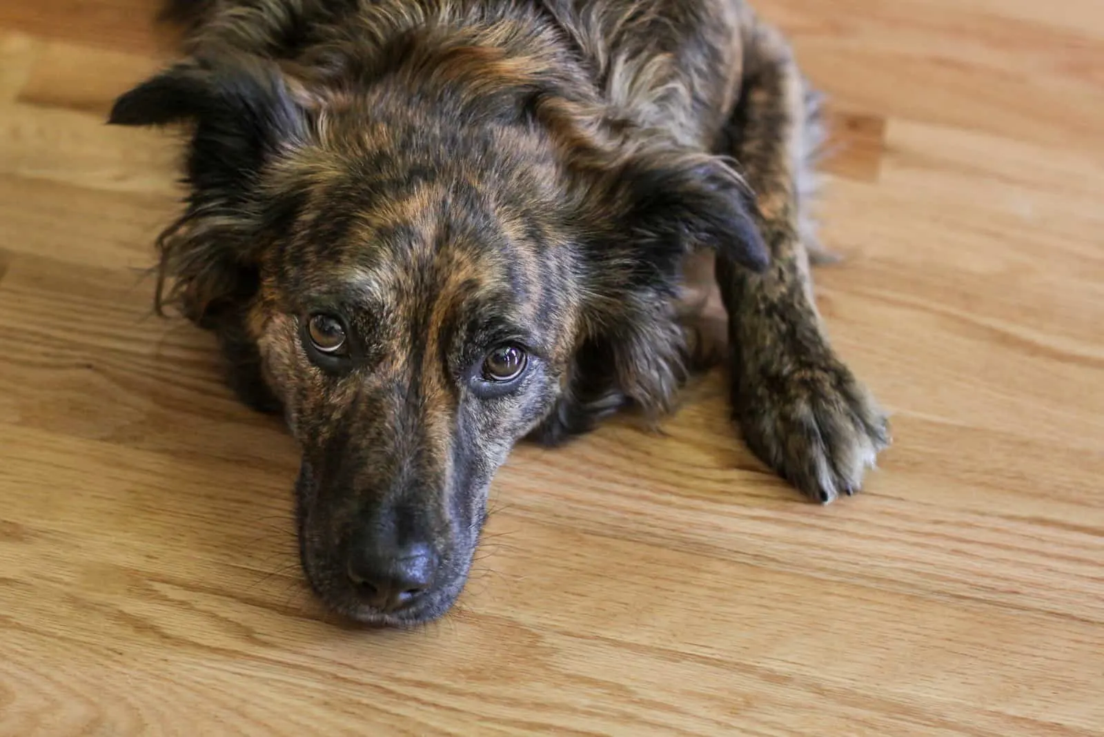 black and brown dog laying on a wood floor