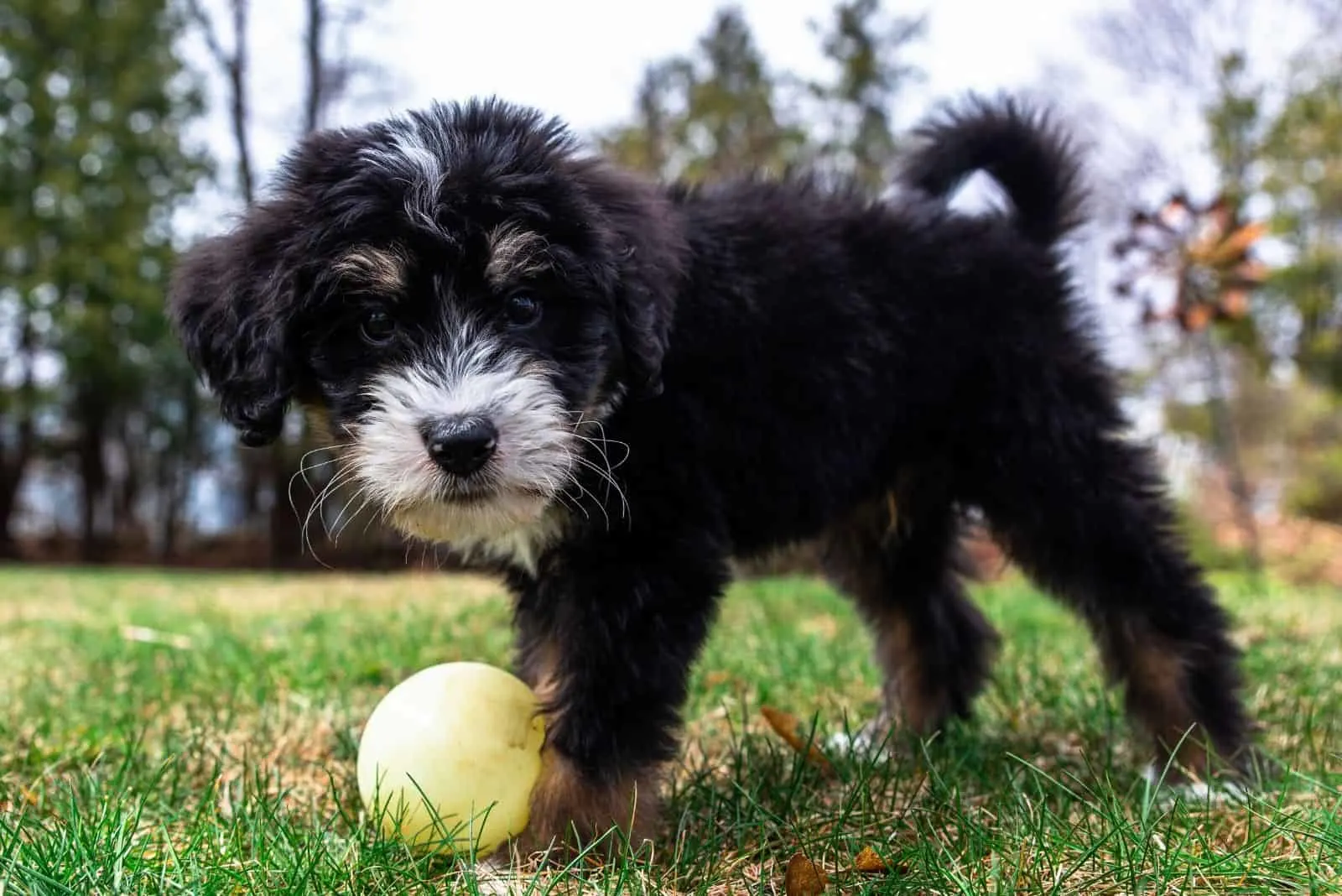 black and white bernedoodle puppy playing with ball outdoors