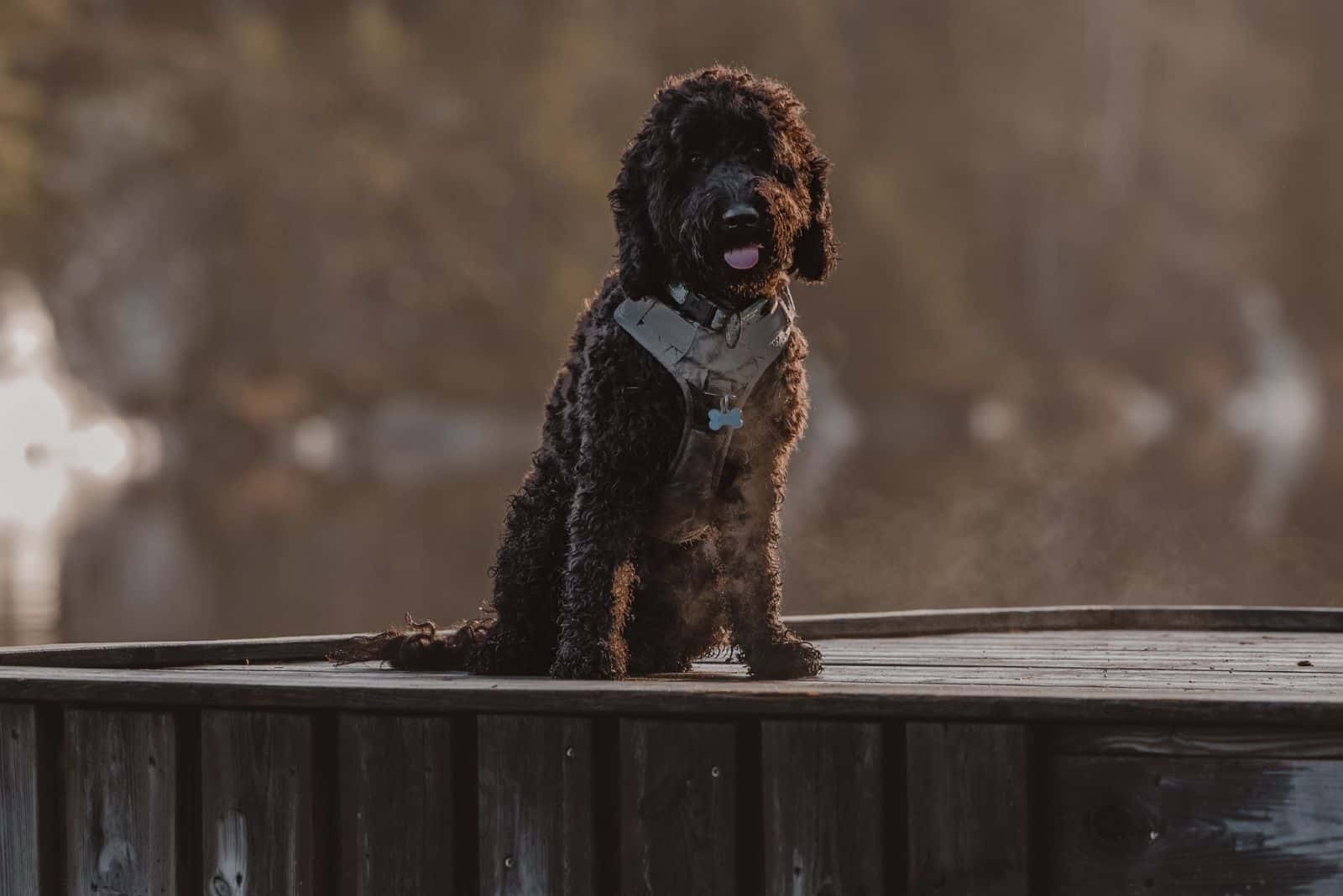 black cockapoo dog standing on top of a box