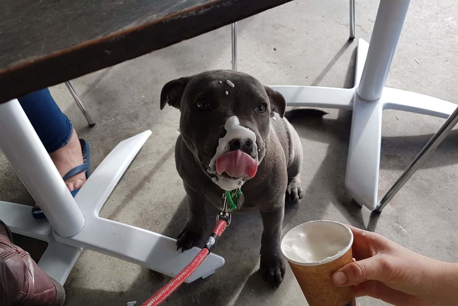 black dog licking cream from the cup under the table