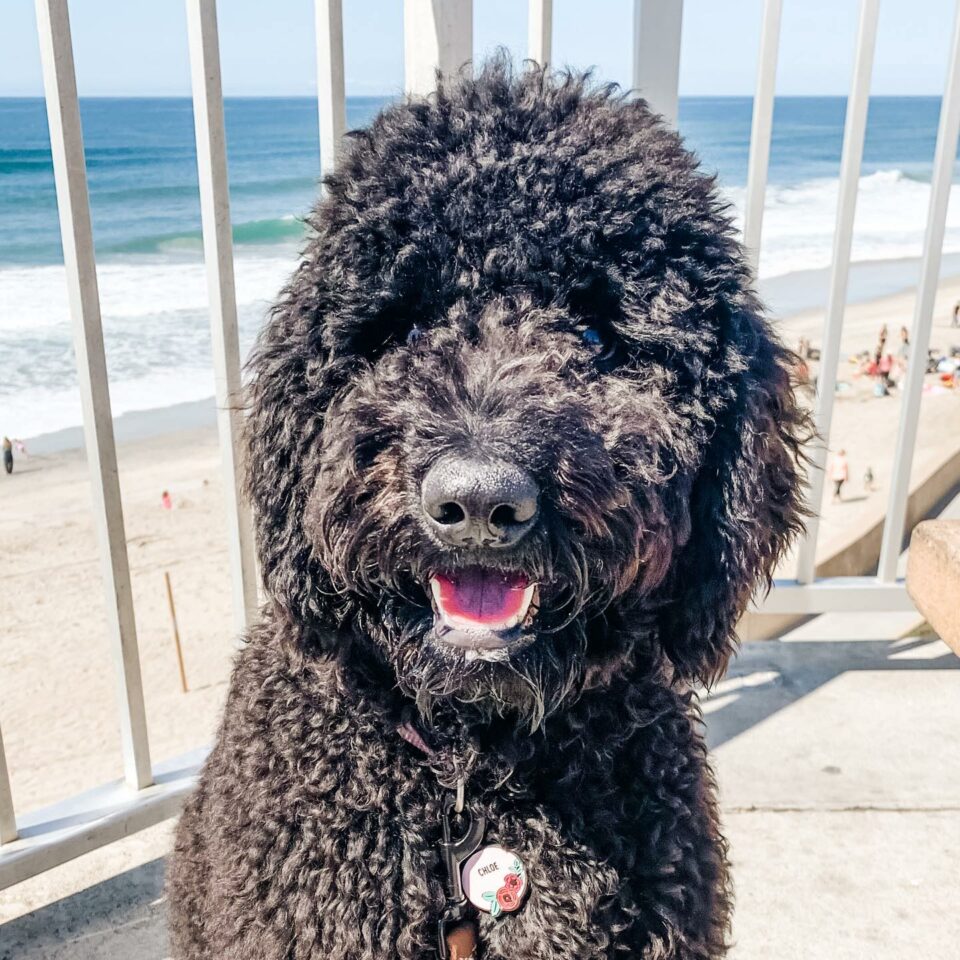 F1B Labradoodle Why This Is The Best Doodle Generation