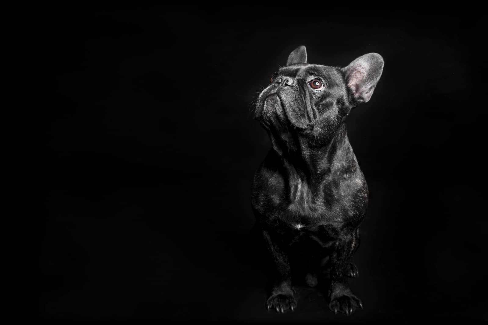 black french bulldog