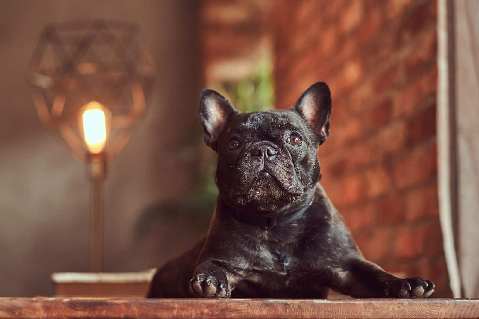 black french bulldog leaning on the table inside the house