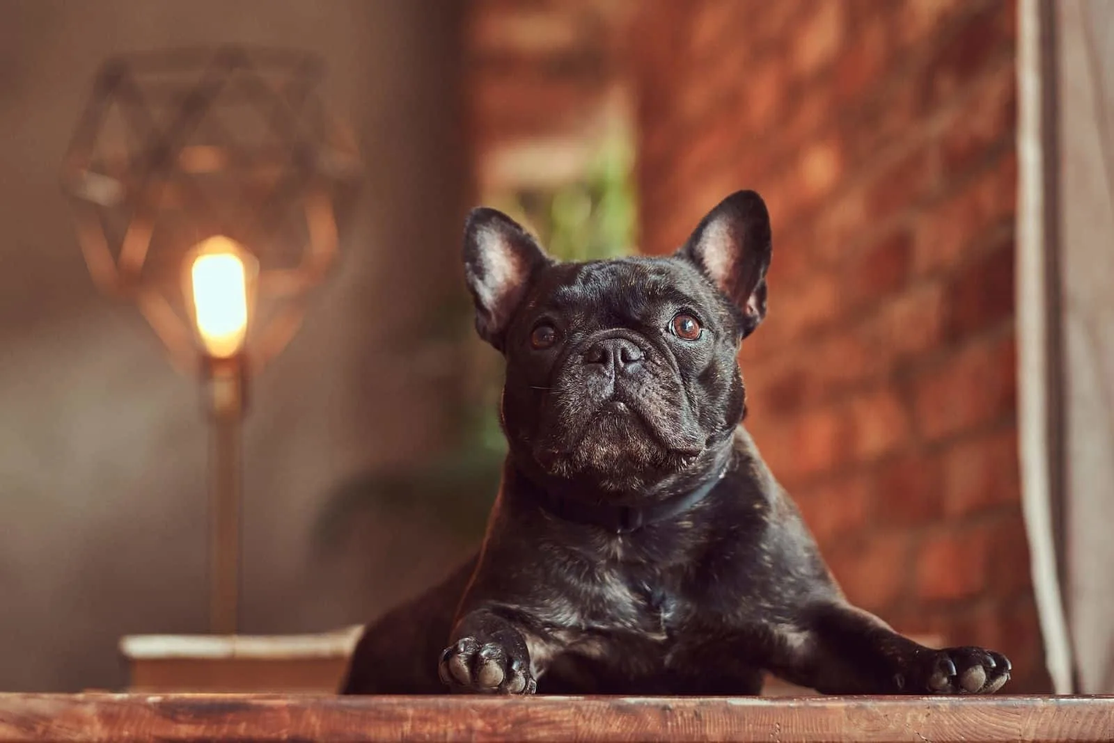 black french bulldog leaning on the table inside the house