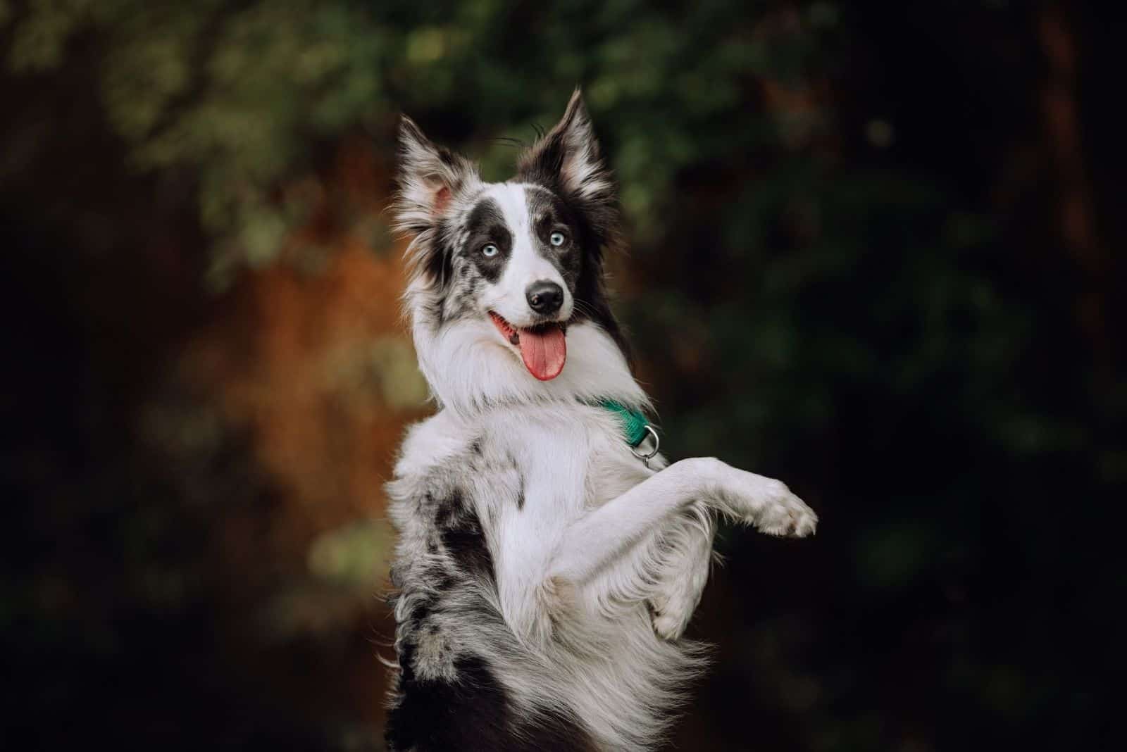 blue merle border collie doing a trick outdoors