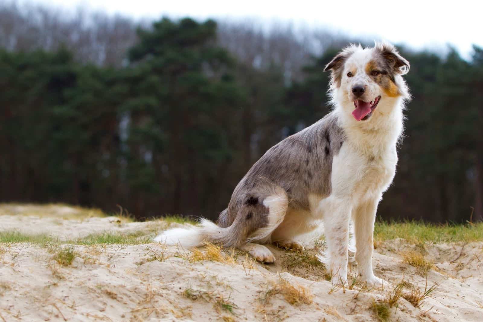 blue merle border collie sitting on the stoney ground