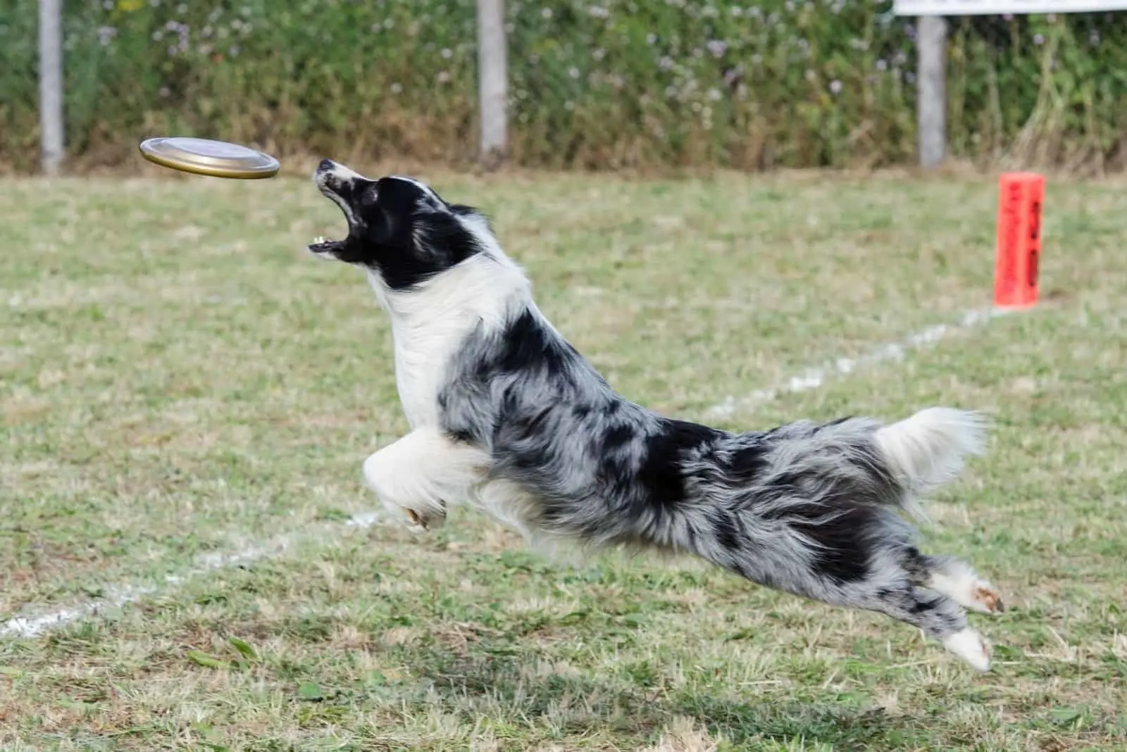 blue merle collie playing frisbee outdoors