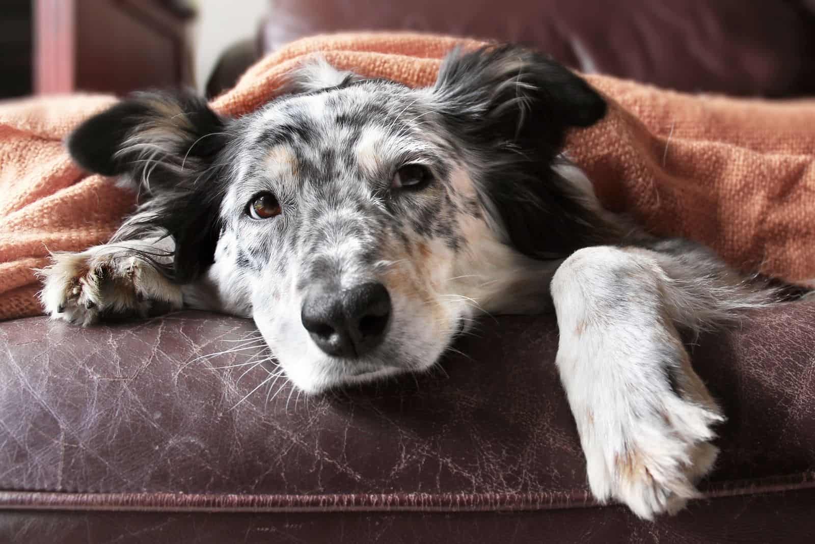 border collie aussie shepherd under a blanket