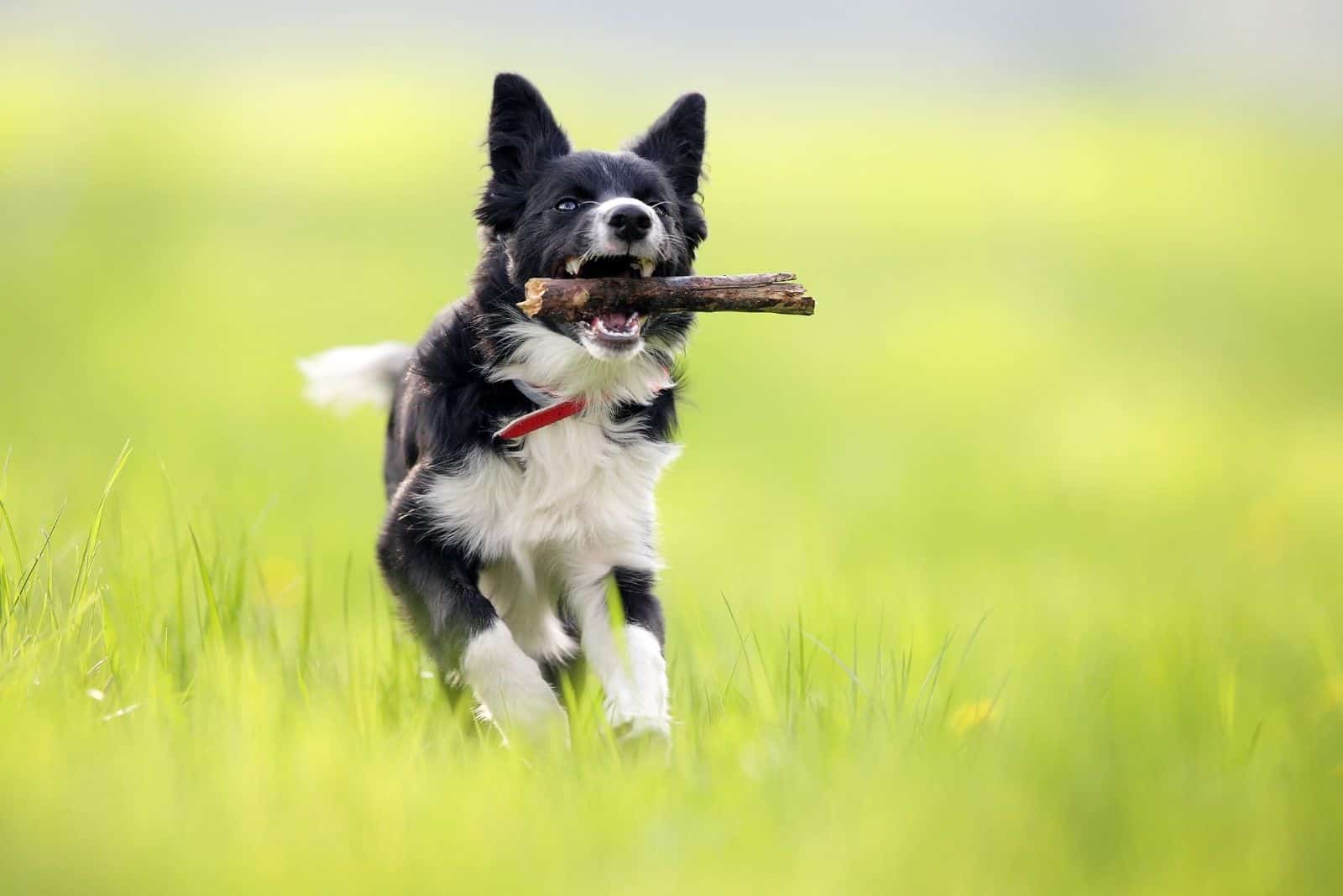 border collie frisbee with a wood stick outdoors