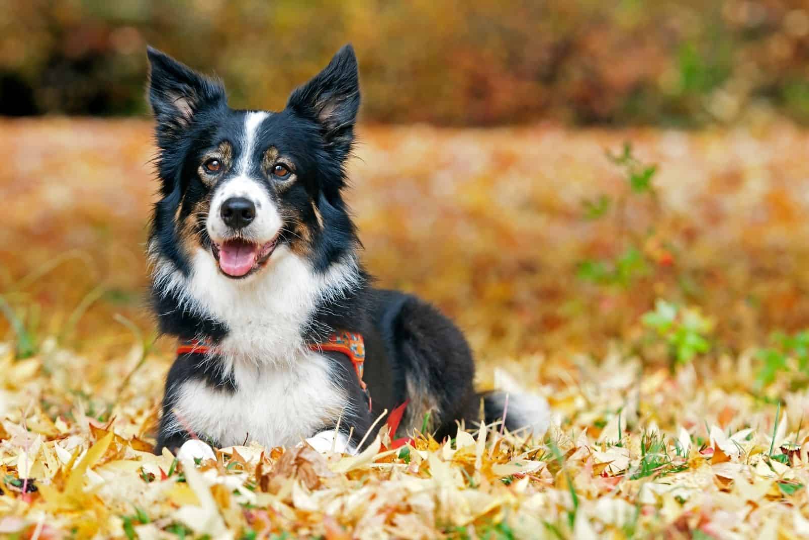 border collie lying down on the autumn park