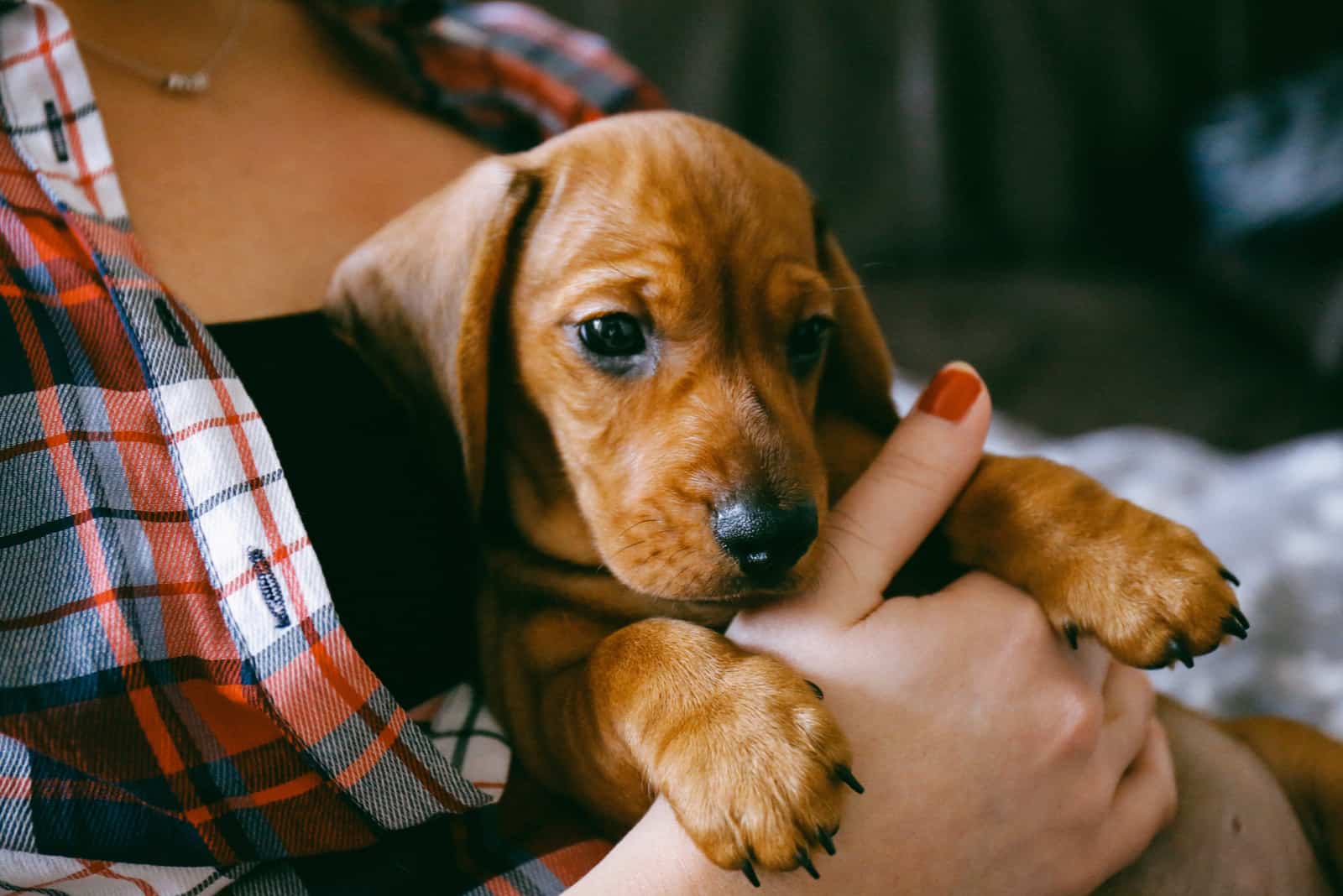 brown dachshund puppy resting in the hands of its owner