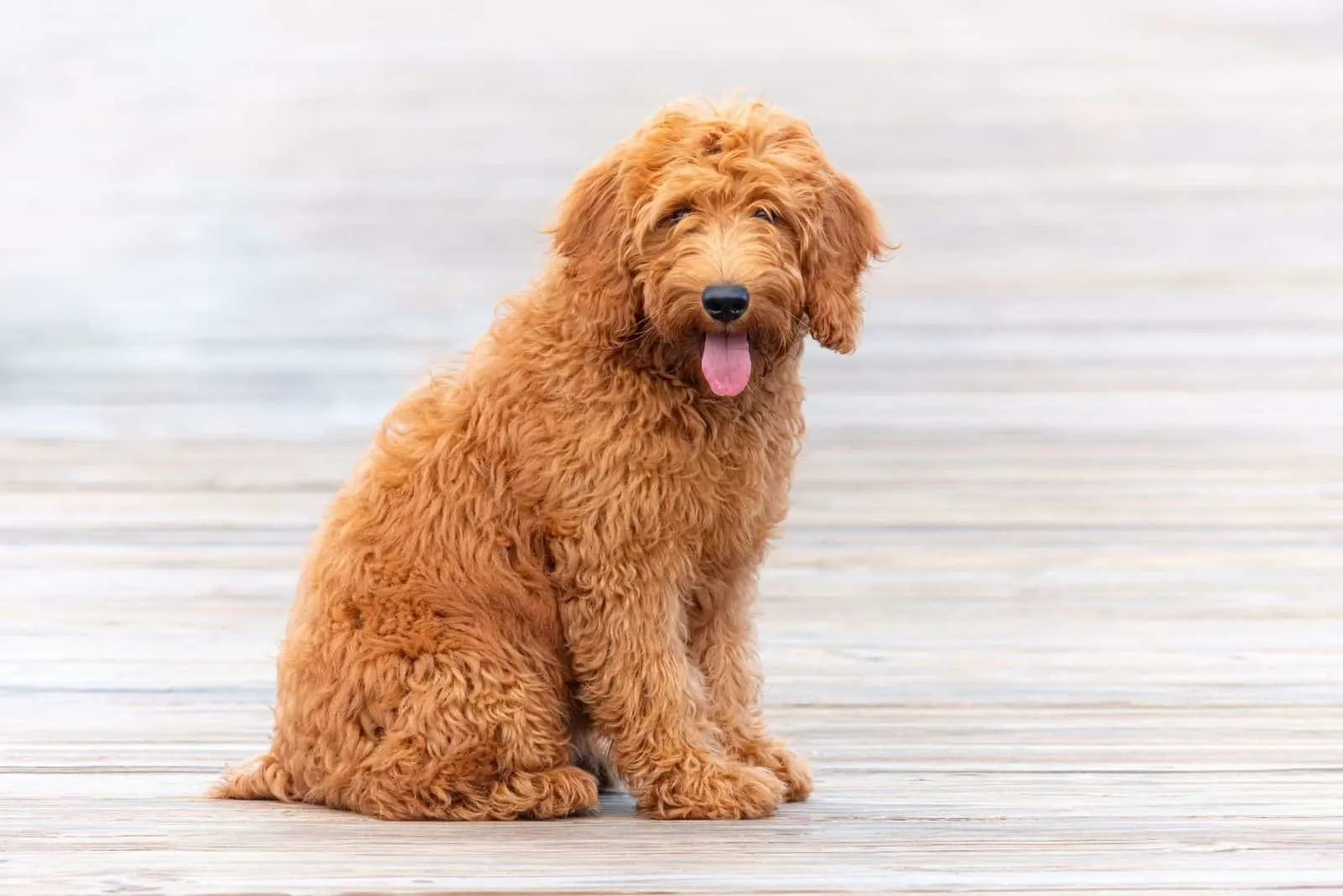 brown goldendoodle sitting outdoors looking at the camera