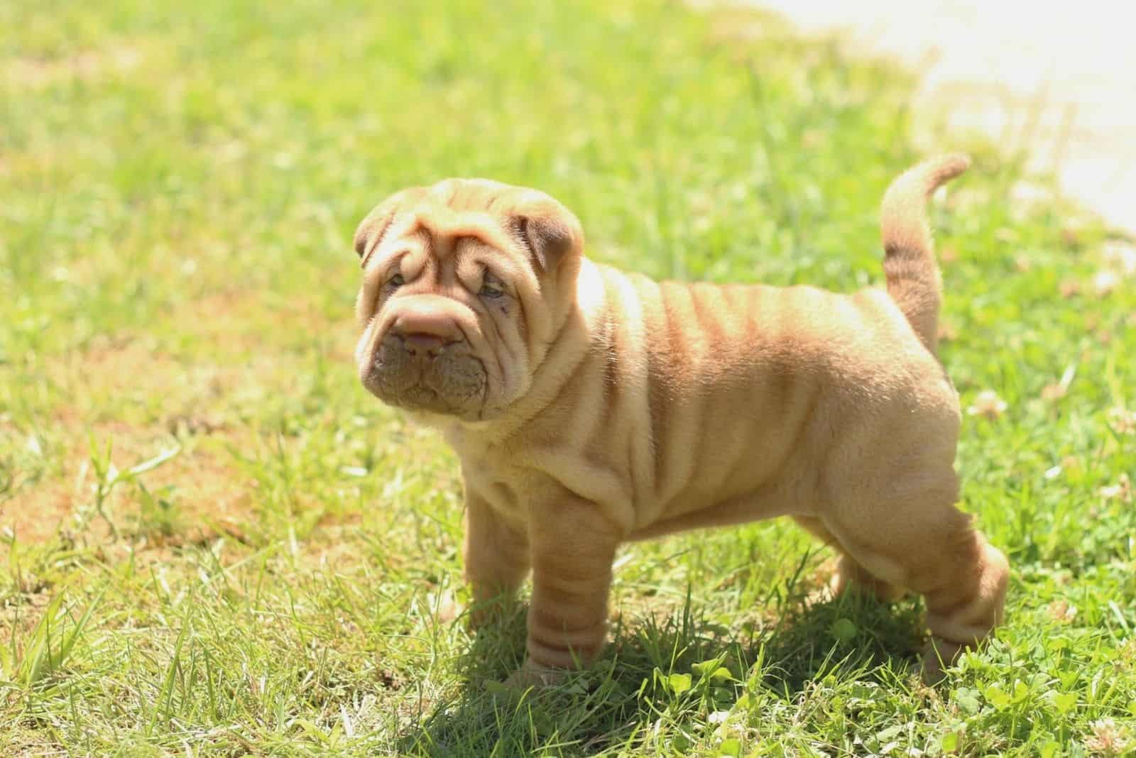 brown mini hippo puppy