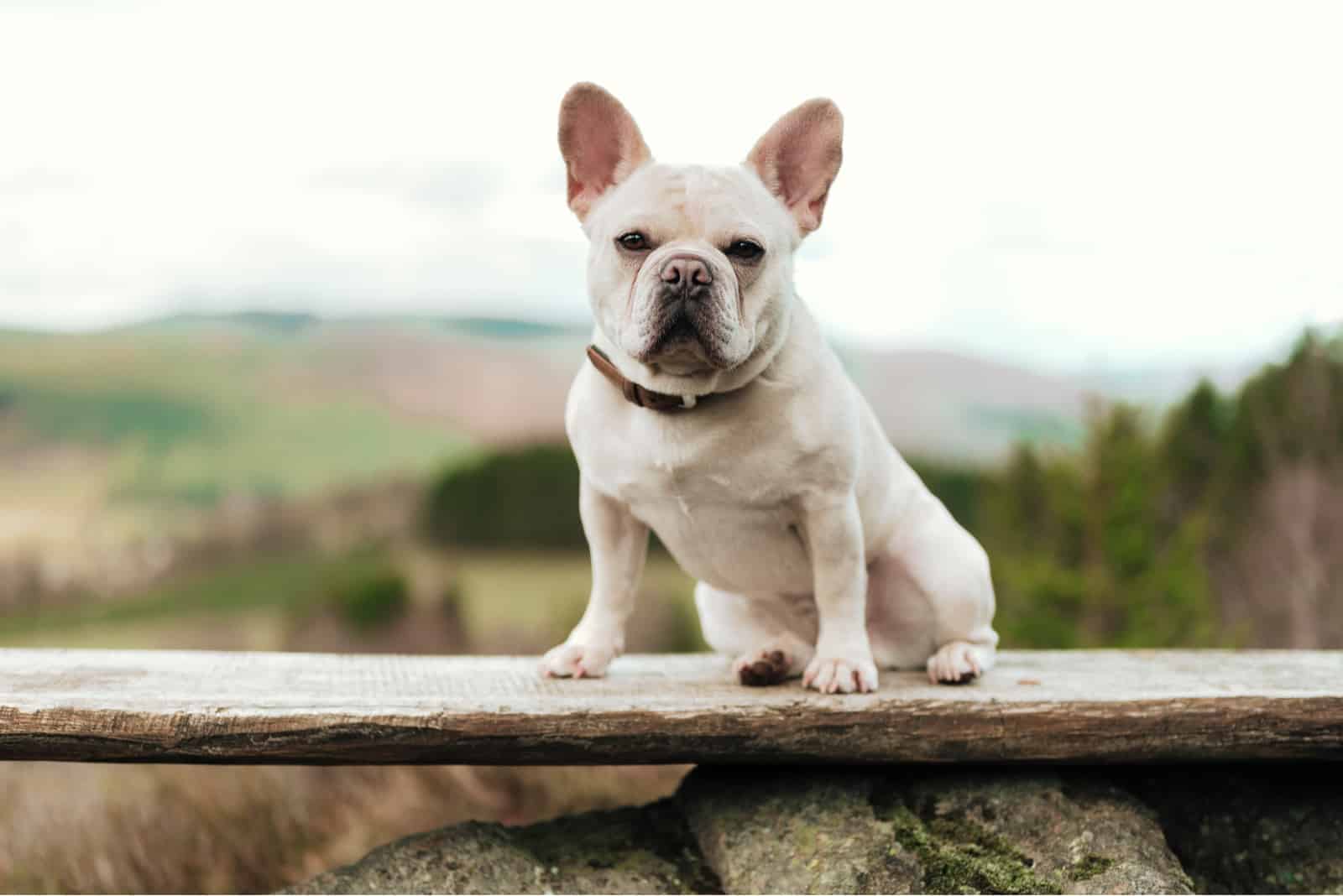 bull-pug sitting on the wooden board