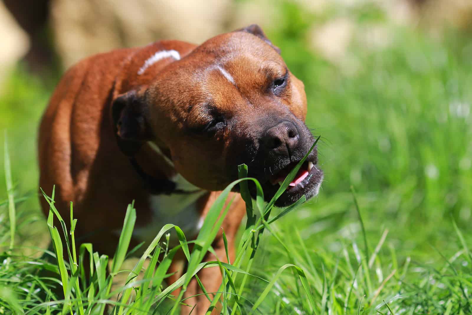 bull terrier eating grass