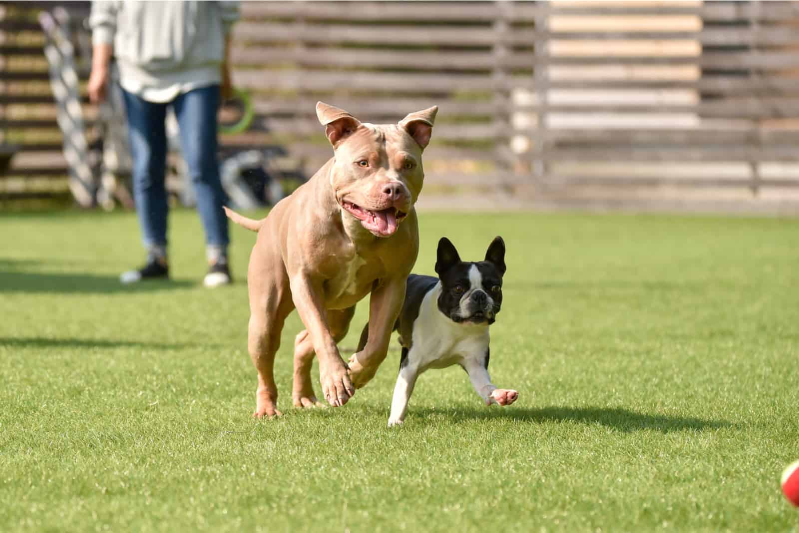 bulldog and pitbull playing