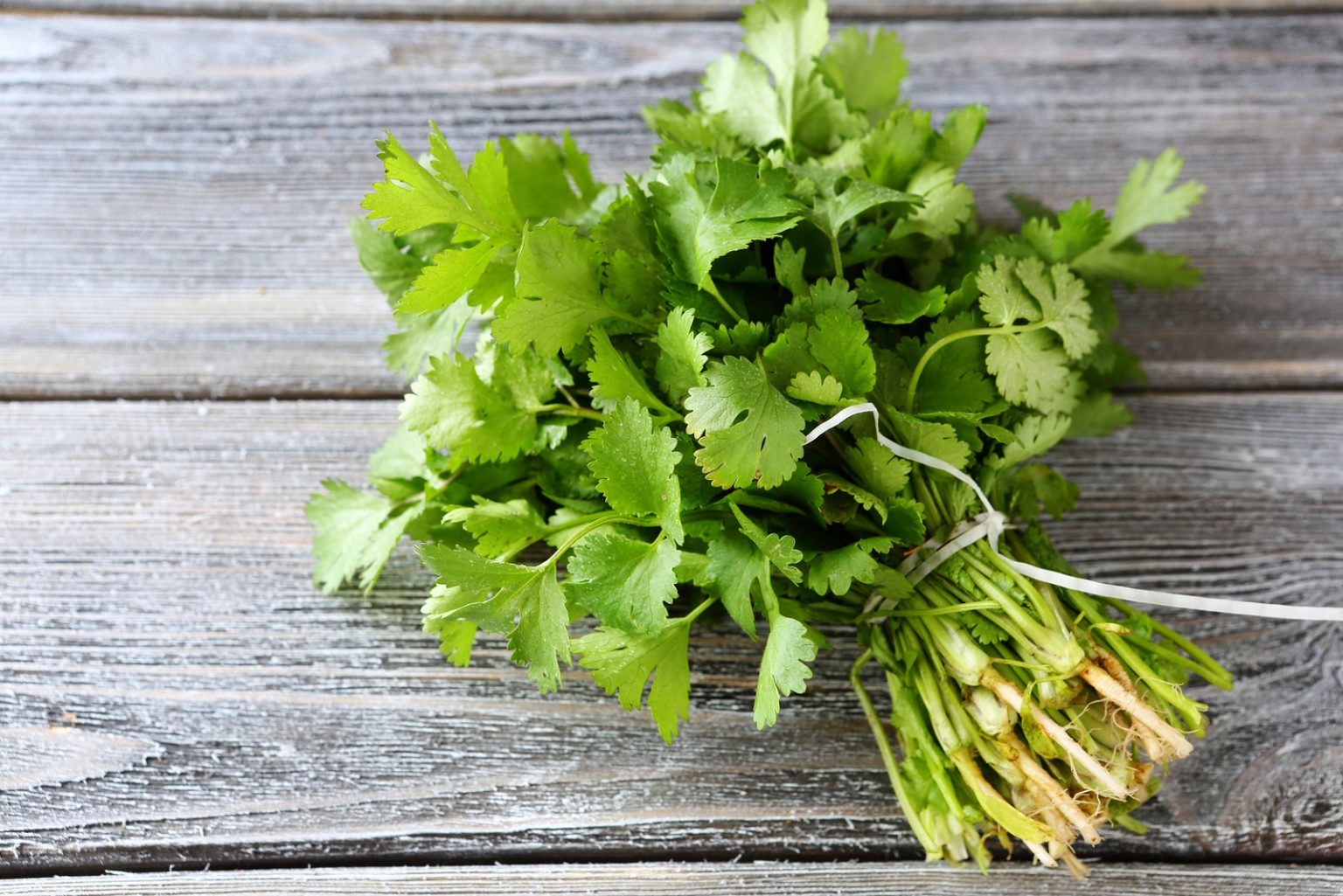 Can Dogs Eat Cilantro? How Does Coriander Affect Your Dog?
