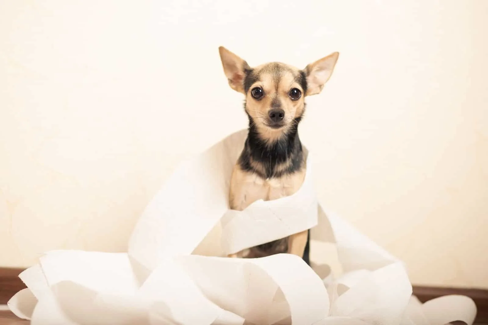 canine diarrhea concept with dog covered with toilet paper 